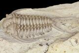 Rare, Gabriceraurus Trilobite Fossil - Wisconsin #161712-3